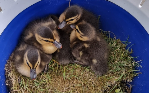 POL-PDNW: Polizei rettet verirrte Entenfamilie - Tiere sicher zur Isenach begleitet - Foto: presseportal.de POL-PDNW: Polizei rettet verirrte Entenfamilie - Tiere sicher zur Isenach begleitet - Foto: presseportal.de
