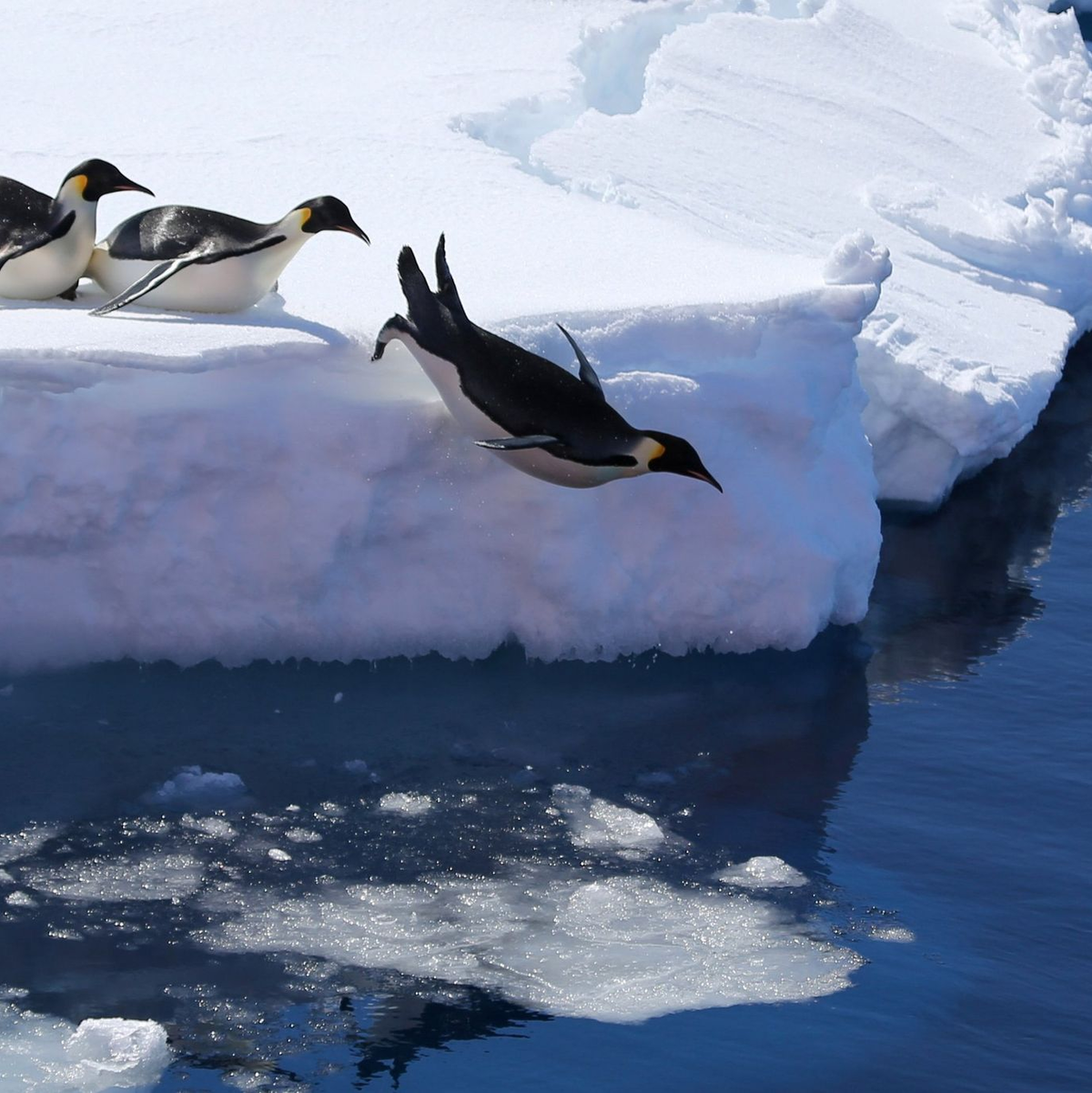 Das Meeresschutzgebiet ist die Heimat vieler Pinguine. (Symbolbild) - Foto: Liu Shiping/XinHua/dpa