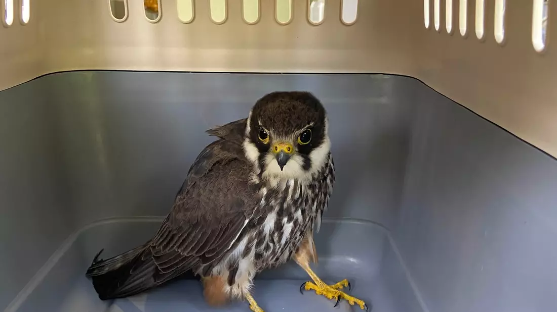 FW Lage: Tierrettung - Turmfalkenküken aus dem Nest gefallen - 15.06.2025 - Bild: presseportal.de