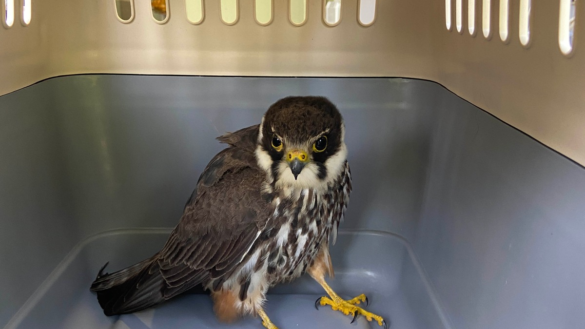 FW Lage: Tierrettung - Turmfalkenküken aus dem Nest gefallen - 15.06.2025 - Foto: presseportal.de