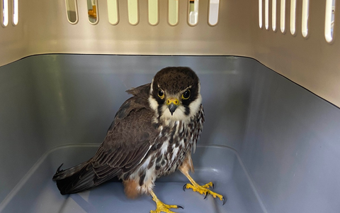 FW Lage: Tierrettung - Turmfalkenküken aus dem Nest gefallen - 15.06.2025 - Foto: presseportal.de