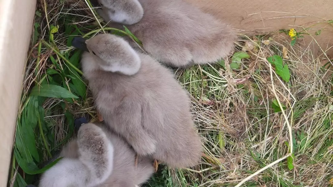 HZA-KA: Zoll rettet verletzten Schwan am Rhein - Bild: presseportal.de