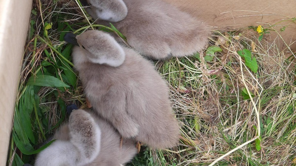 HZA-KA: Zoll rettet verletzten Schwan am Rhein - Foto: presseportal.de