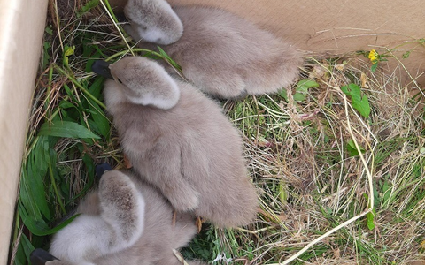 HZA-KA: Zoll rettet verletzten Schwan am Rhein - Foto: presseportal.de