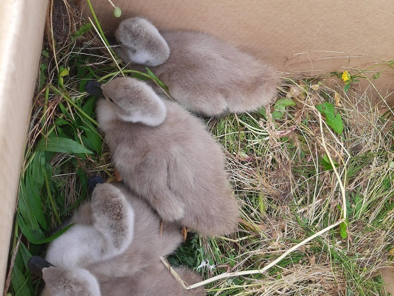 HZA-KA: Zoll rettet verletzten Schwan am Rhein - Foto: presseportal.de