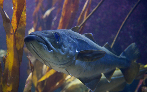 Viele Fische, wie etwa der Dorsch, sind durch Überfischung bedroht. (Illustration) - Foto: Axel Heimken/dpa