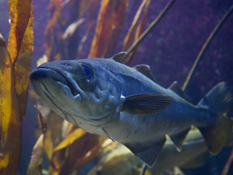 Viele Fische, wie etwa der Dorsch, sind durch Überfischung bedroht. (Illustration) - Foto: Axel Heimken/dpa