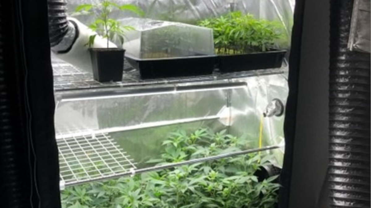 POL-KR: Vier Männer in Untersuchungshaft | Plantage gefunden | Gemeinsame Pressemitteilung von Polizei und Staatsanwaltschaft Krefeld - Foto: presseportal.de