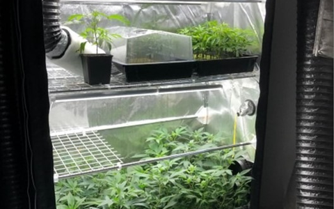 POL-KR: Vier MĂ€nner in Untersuchungshaft | Plantage gefunden | Gemeinsame Pressemitteilung von Polizei und Staatsanwaltschaft Krefeld - Foto: presseportal.de POL-KR: Vier MĂ€nner in Untersuchungshaft | Plantage gefunden | Gemeinsame Pressemitteilung von Polizei und Staatsanwaltschaft Krefeld - Foto: presseportal.de