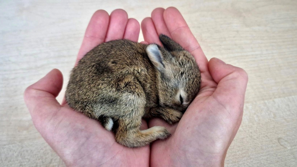 POL-BO: Ostern 2026 ist gerettet: Polizei kümmert sich um verletztes Kaninchenbaby - Foto: presseportal.de