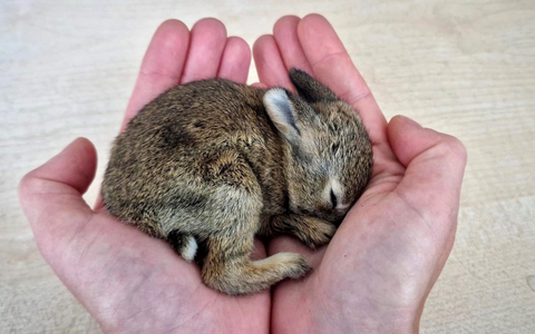 POL-BO: Ostern 2026 ist gerettet: Polizei kümmert sich um verletztes Kaninchenbaby - Foto: presseportal.de