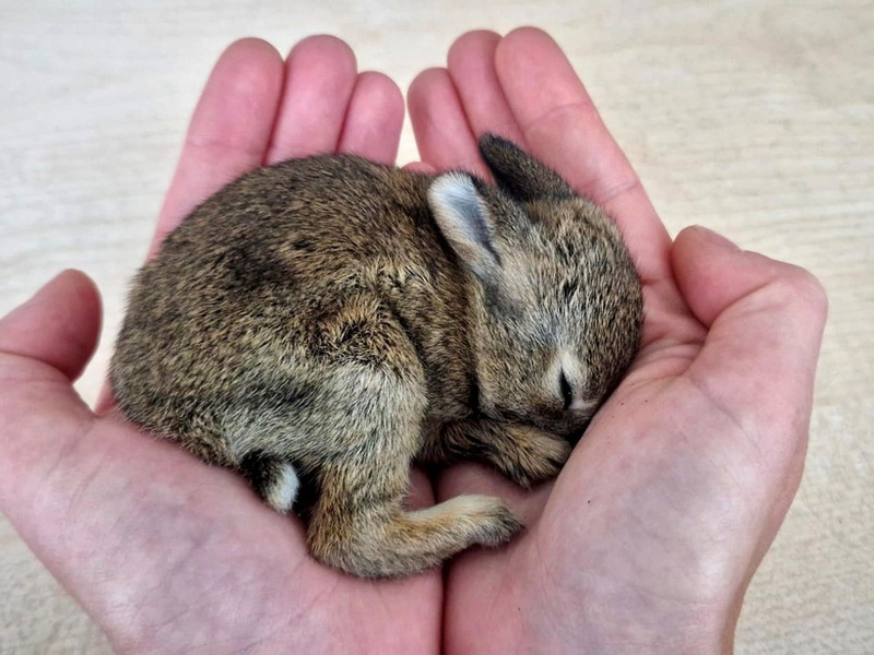 POL-BO: Ostern 2026 ist gerettet: Polizei kümmert sich um verletztes Kaninchenbaby - Foto: presseportal.de
