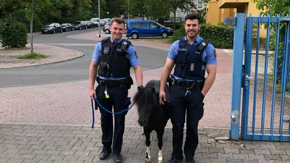 POL-AC: Da steht ein Pferd im Kofferraum! - Ladung richtig sichern - Bild: presseportal.de