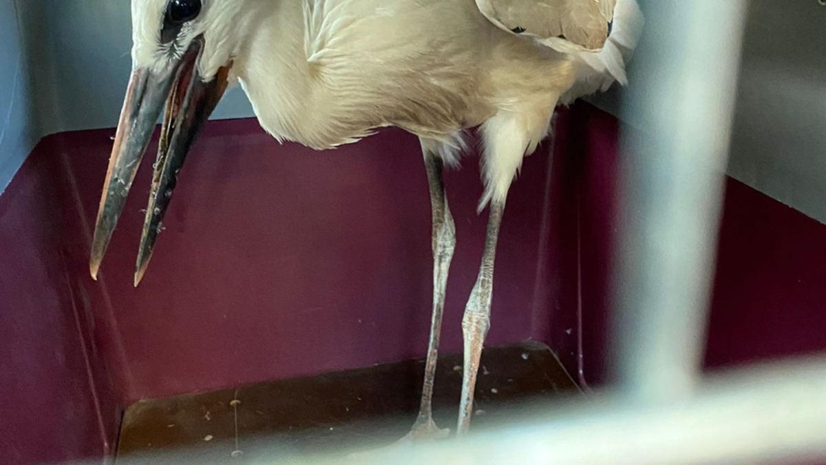 POL-OG: Mittelbaden - Mit guten Nachrichten ins Wochenende - Foto: presseportal.de