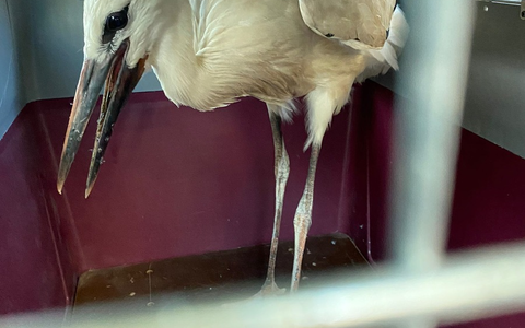 POL-OG: Mittelbaden - Mit guten Nachrichten ins Wochenende - Foto: presseportal.de