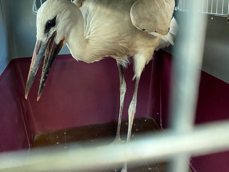 POL-OG: Mittelbaden - Mit guten Nachrichten ins Wochenende - Foto: presseportal.de