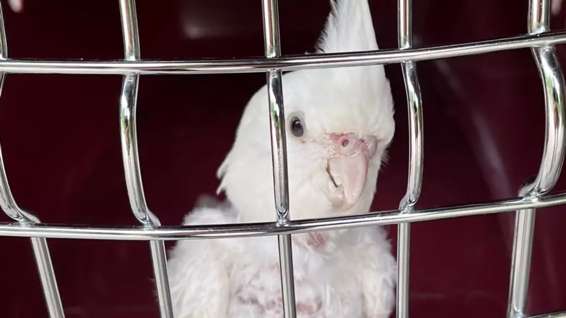 POL-SE: Nahe - Fund eines ausgesetzten Papageienvogels - Tier wohlauf im Tierheim - Polizei sucht Tierhalter und Zeugen - Bild: presseportal.de