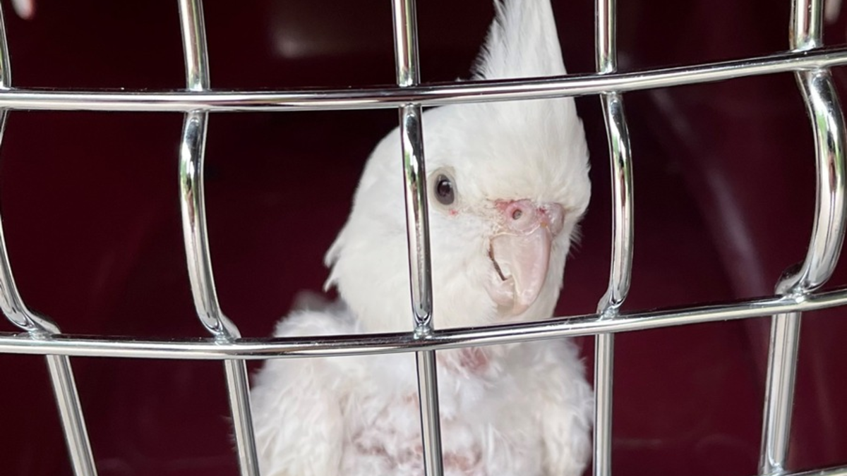 POL-SE: Nahe - Fund eines ausgesetzten Papageienvogels - Tier wohlauf im Tierheim - Polizei sucht Tierhalter und Zeugen - Foto: presseportal.de