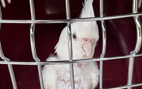 POL-SE: Nahe - Fund eines ausgesetzten Papageienvogels - Tier wohlauf im Tierheim - Polizei sucht Tierhalter und Zeugen - Foto: presseportal.de