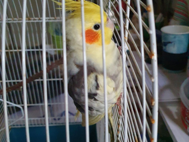 POL-Bremerhaven: Sittich-Strolch in Geestemünde: Polizei nimmt schrägen Vogel in Gewahrsam - Foto: presseportal.de