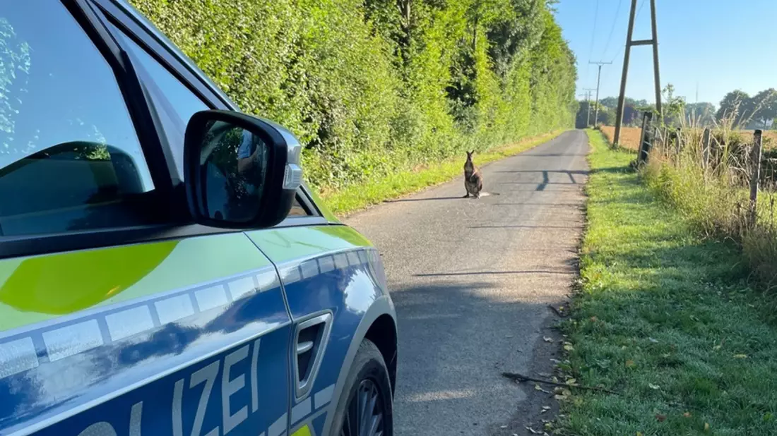 POL-KLE: Goch-Hassum - Känguru sorgt für Polizeieinsatz / Ausbrecher mit tatkräftiger Unterstützung wieder beim Besitzer - Bild: presseportal.de
