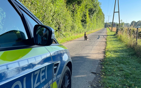 POL-KLE: Goch-Hassum - Känguru sorgt für Polizeieinsatz / Ausbrecher mit tatkräftiger Unterstützung wieder beim Besitzer - Foto: presseportal.de