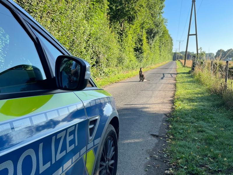 POL-KLE: Goch-Hassum - Känguru sorgt für Polizeieinsatz / Ausbrecher mit tatkräftiger Unterstützung wieder beim Besitzer - Foto: presseportal.de