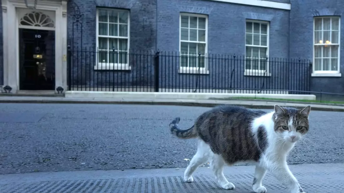 Der 16 Jahre alte Kater Larry lebt seit 2011 im Sitz des britischen Premierministers. - Bild: Kirsty Wigglesworth/AP/dpa
