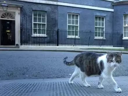 Der 16 Jahre alte Kater Larry lebt seit 2011 im Sitz des britischen Premierministers. - Foto: Kirsty Wigglesworth/AP/dpa