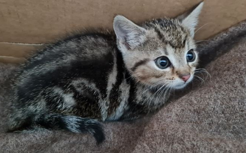 POL-MA: Schwetzingen / Rhein-Neckar-Kreis: Fundkatze zugelaufen - Besitzer gesucht! - Foto: presseportal.de