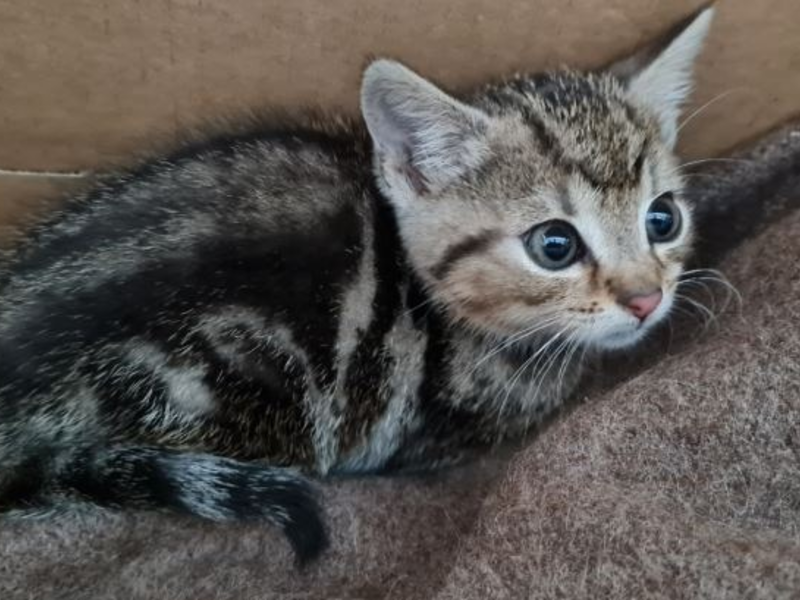 POL-MA: Schwetzingen / Rhein-Neckar-Kreis: Fundkatze zugelaufen - Besitzer gesucht! - Foto: presseportal.de