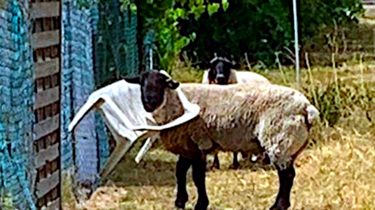 POL-HX: Drei blaue Schafe an der Weser zerstört - Foto: presseportal.de