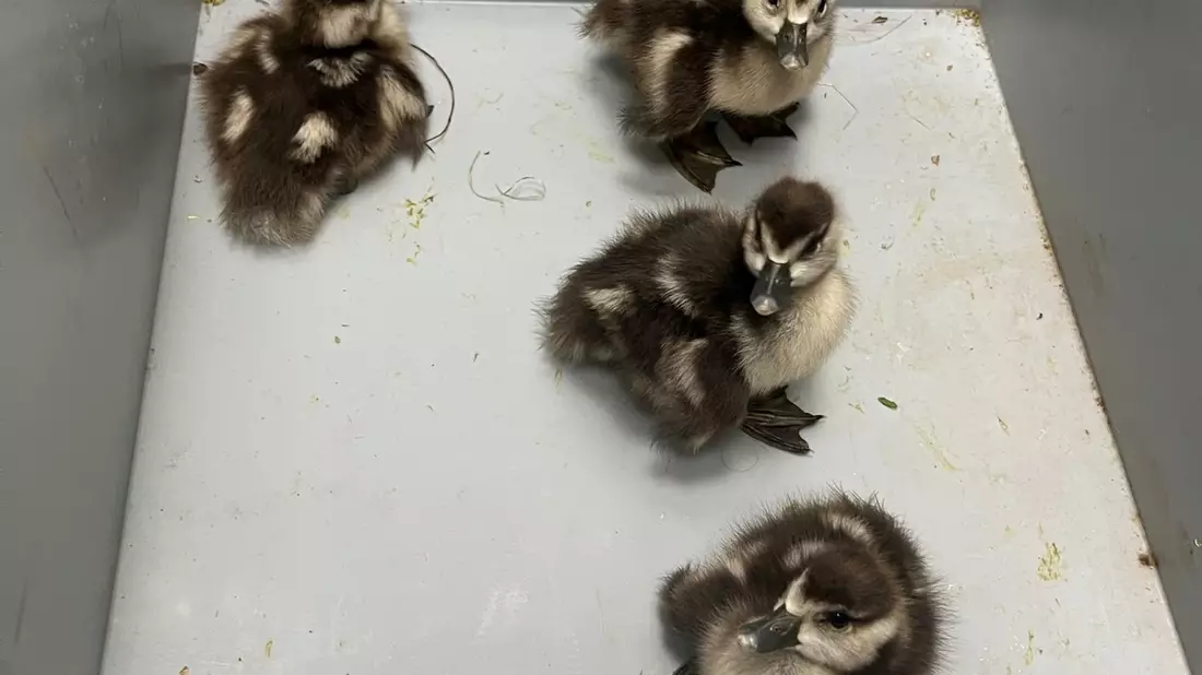 POL-KI: 250412.1 - Kiel: Ein GANS besonderer Fehlalarm - Bild: presseportal.de