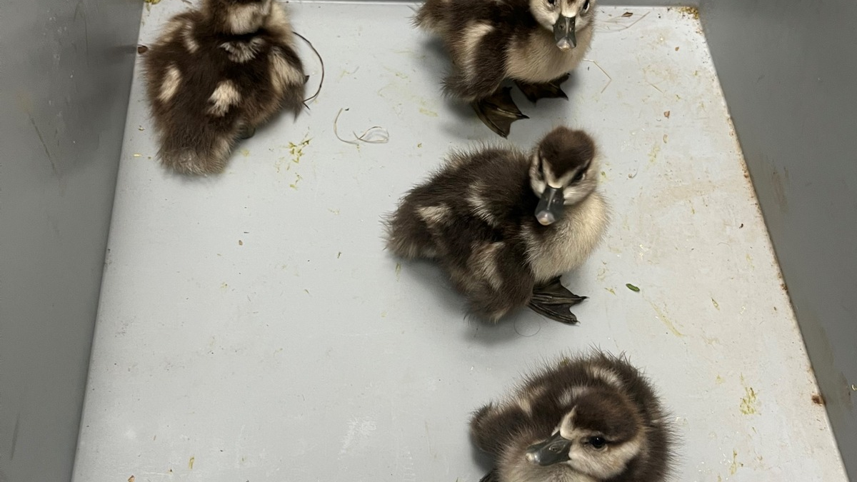 POL-KI: 250412.1 - Kiel: Ein GANS besonderer Fehlalarm - Foto: presseportal.de