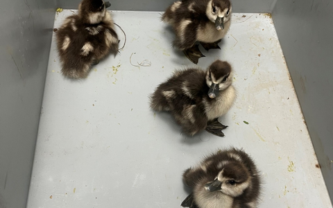 POL-KI: 250412.1 - Kiel: Ein GANS besonderer Fehlalarm - Foto: presseportal.de