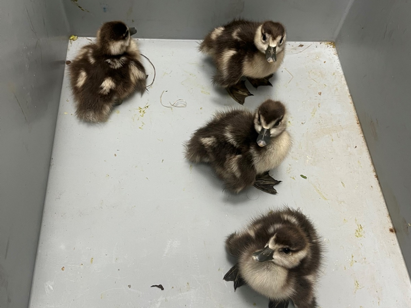 POL-KI: 250412.1 - Kiel: Ein GANS besonderer Fehlalarm - Foto: presseportal.de