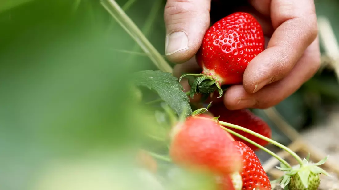 Ein Obstbauer hält in einem Zelt einen Korb Erdbeeren in der Hand. - Bild: Oliver Berg/dpa