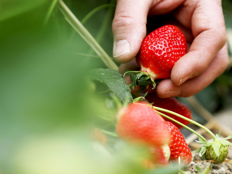 Ein Obstbauer hält in einem Zelt einen Korb Erdbeeren in der Hand. - Foto: Oliver Berg/dpa