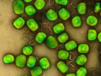 Mpox breiten sich in der Regel über engen Körperkontakt aus. (Archivbild) - Foto: Niaid/Niaid/Planet Pix via ZUMA Press Wire/dpa