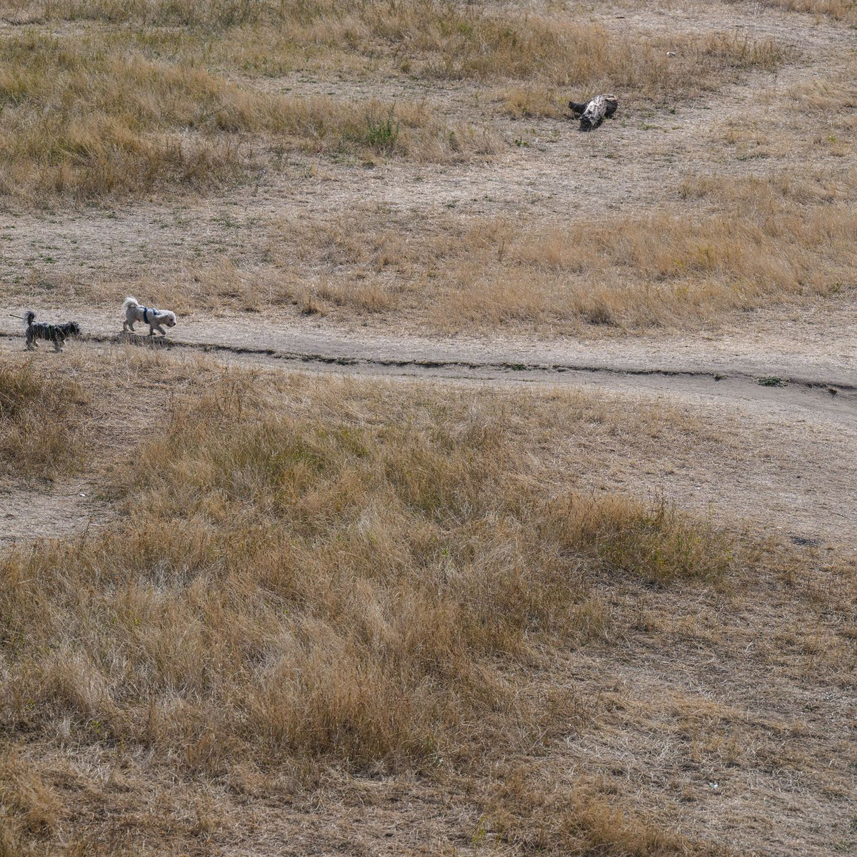 Der Pegelstand der Elbe in Dresden betrug im August nur 80 Zentimeter. (Archivbild) - Foto: Robert Michael/dpa