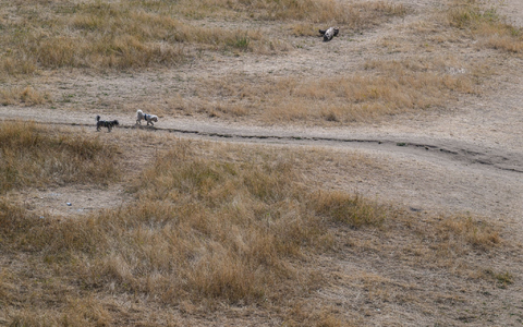 Der Pegelstand der Elbe in Dresden betrug im August nur 80 Zentimeter. (Archivbild) - Foto: Robert Michael/dpa
