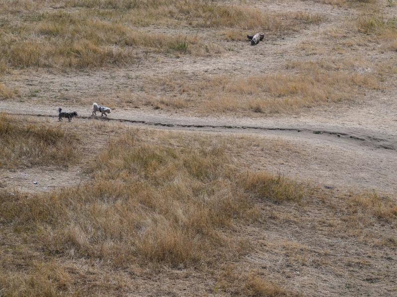 Der Pegelstand der Elbe in Dresden betrug im August nur 80 Zentimeter. (Archivbild) - Foto: Robert Michael/dpa