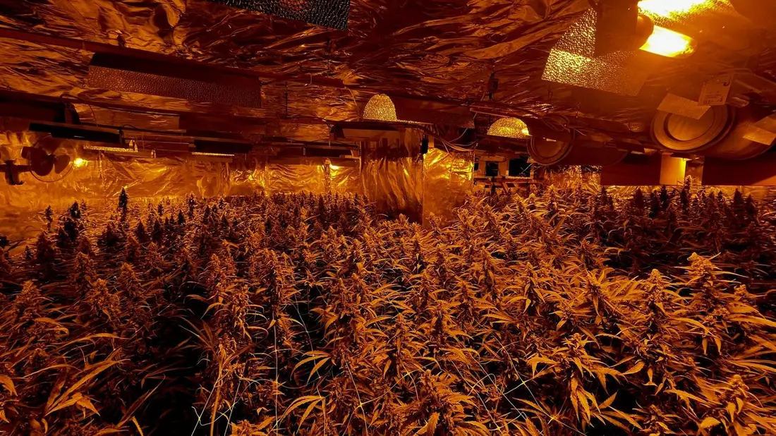 POL-HA: Polizei stellt Cannabisplantage und Waffen in Wohnung eines 30-Jährigen fest - Bild: presseportal.de