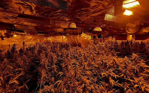 POL-HA: Polizei stellt Cannabisplantage und Waffen in Wohnung eines 30-Jährigen fest - Foto: presseportal.de