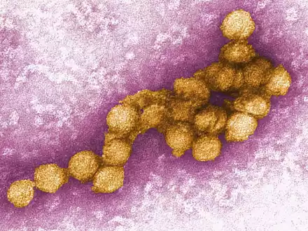 In diesem Jahr könnte es besonders viele Infektionen mit dem Erreger in Deutschland geben. (Archivbild) - Foto: Cynthia Goldsmith/CENTERS FOR DISEASE CONTROL/EPA/dpa