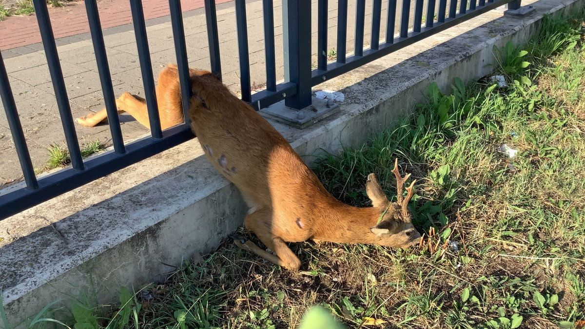 POL-WL: Pressemitteilung der Polizeiinspektion Harburg für den Zeitraum von Freitag, den 15.08.2025, 12:00 Uhr bis Sonntag, den 17.08.2025, 12:00 Uhr - Foto: presseportal.de
