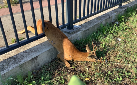 POL-WL: Pressemitteilung der Polizeiinspektion Harburg für den Zeitraum von Freitag, den 15.08.2025, 12:00 Uhr bis Sonntag, den 17.08.2025, 12:00 Uhr - Foto: presseportal.de POL-WL: Pressemitteilung der Polizeiinspektion Harburg für den Zeitraum von Freitag, den 15.08.2025, 12:00 Uhr bis Sonntag, den 17.08.2025, 12:00 Uhr - Foto: presseportal.de