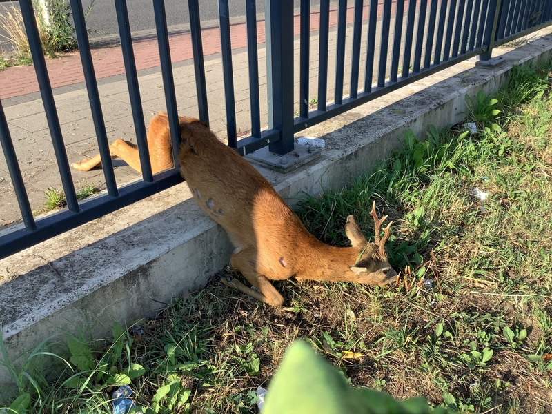 POL-WL: Pressemitteilung der Polizeiinspektion Harburg für den Zeitraum von Freitag, den 15.08.2025, 12:00 Uhr bis Sonntag, den 17.08.2025, 12:00 Uhr - Foto: presseportal.de
