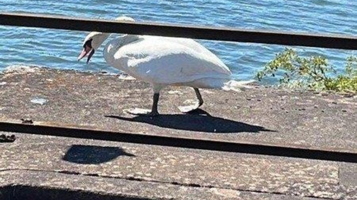 BPOL-KL: Bundespolizei rettet Schwan - Foto: presseportal.de