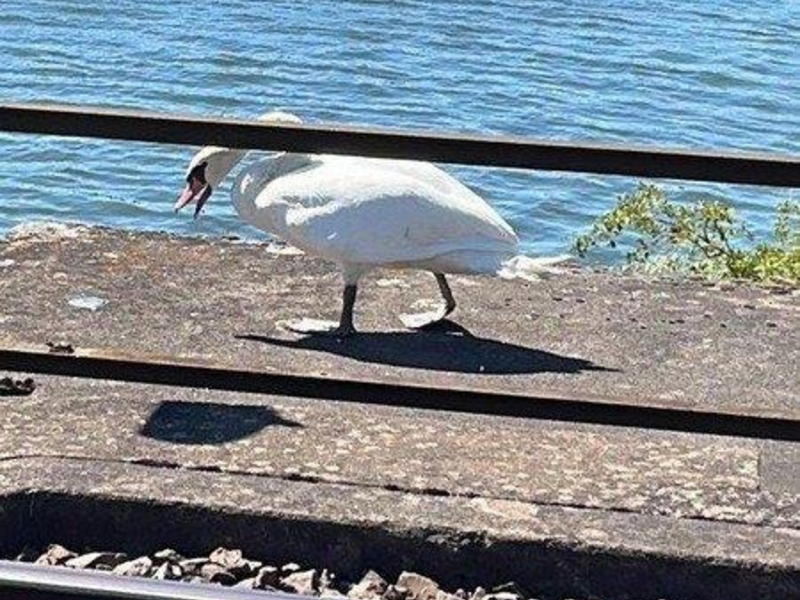 BPOL-KL: Bundespolizei rettet Schwan - Foto: presseportal.de